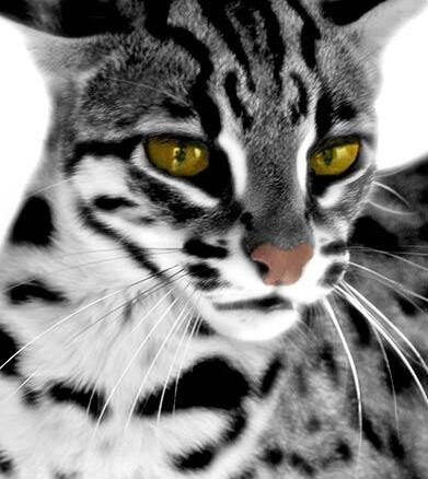 Asian Leopard Cat ❤