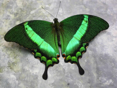 Papilio palinurus, common name Emerald Swallowtail, Emerald Peacock, or Green-banded Peacock, is a butterfly of the genus Papilio belonging to the Papilionidae family.