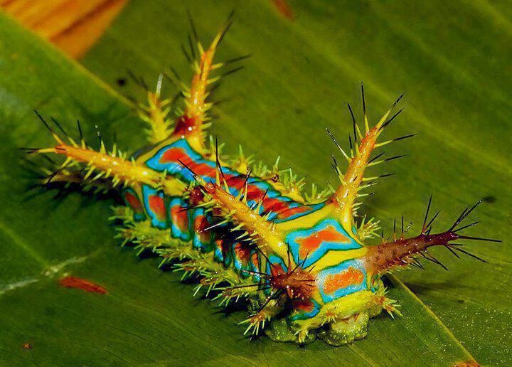 This is the caterpillar form of the moth Calcarifera ordinata, also known as the wattle cup caterpillar.The caterpillar has an incredibly painful sting