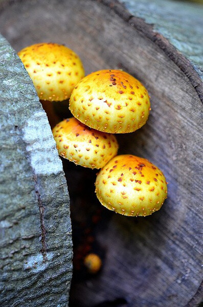 Amanita muscaria var. formosa