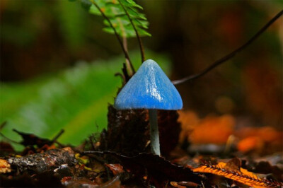 Entoloma hochstetteri