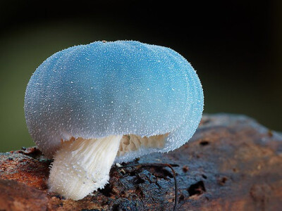 Leratiomyces sp.