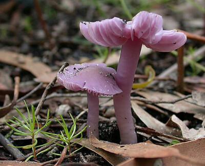 Hygrocybe calyptriformis