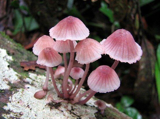 Mycena sp.