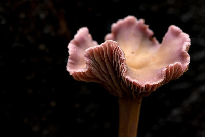 Laccaria amethystina