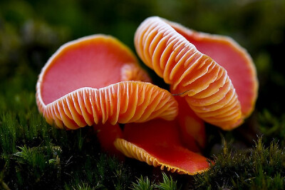 Hygrocybe miniata