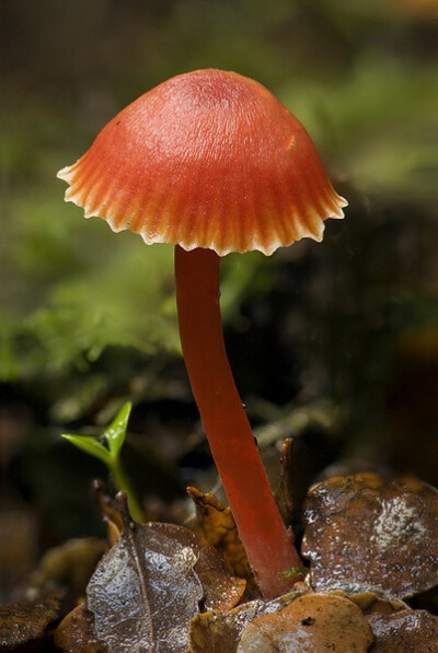 Hygrocybe sp