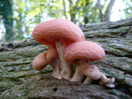 Rhodotus Palmatus