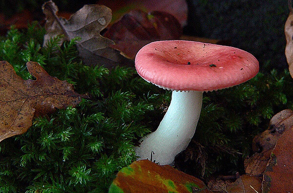 Russula emetica