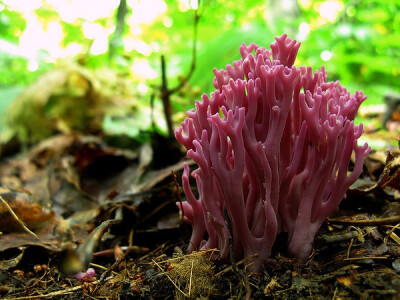 Clavaria zollingeri