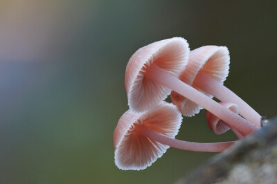 Mycena clarkeana