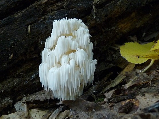 Hericium americanum