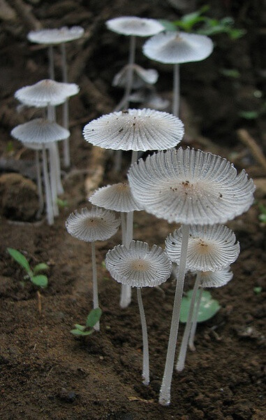 Parasola plicatilis