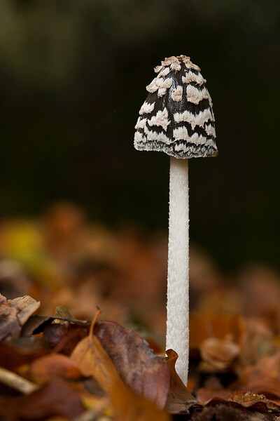 Coprinus picaceus