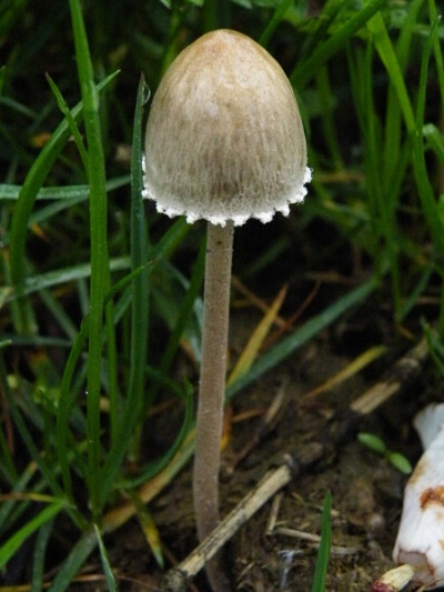 大孢花褶伞 Panaeolus papilionaceus 鬼伞科 地点：南川区 金佛山