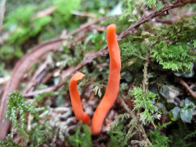 红拟锁瑚菌（红珊瑚菌）Clavulinopsis miyabeana（S.Ito）S.Ito 可以食用