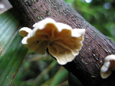 像花一样的多形靴耳Crepidotus variabilis 地点：南川区 金佛山