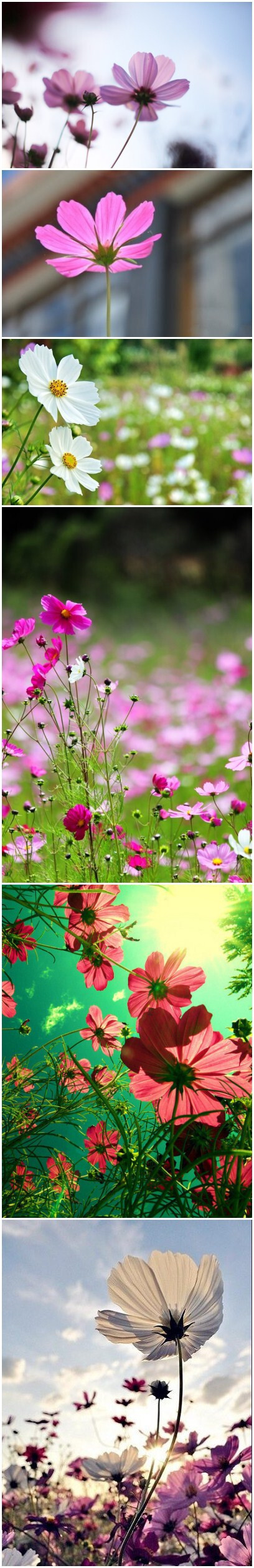 格桑花，中文学名：波斯菊，拉丁学名：Cosmos bipinnatus Cav.。花语：“怜取眼前人”。藏族有一个美丽的传说：不管是谁，只要找到了八瓣格桑花，就找到了幸福。把幸福转走吧。。。 [转]