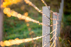 呼伦贝尔——中俄分界线