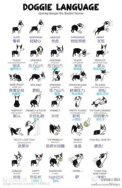 【狗狗的语言】你需要懂得狗狗的语言