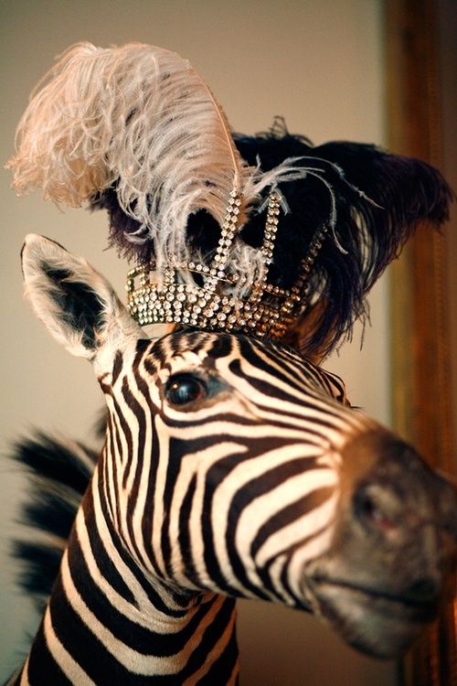 Princess Zebra