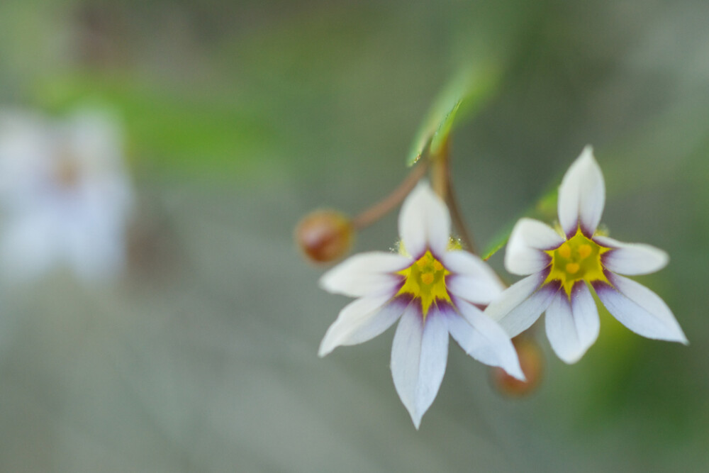 Sisyrinchium rosulatum。庭菖蒲。