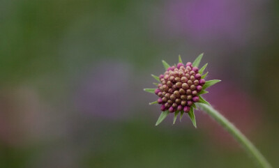 Knautia Macedonica。马其顿川续断。