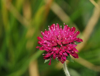 Knautia Macedonica。马其顿川续断。