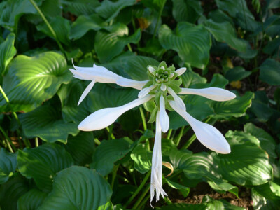 [栽培种练手]北方植物园的科长们