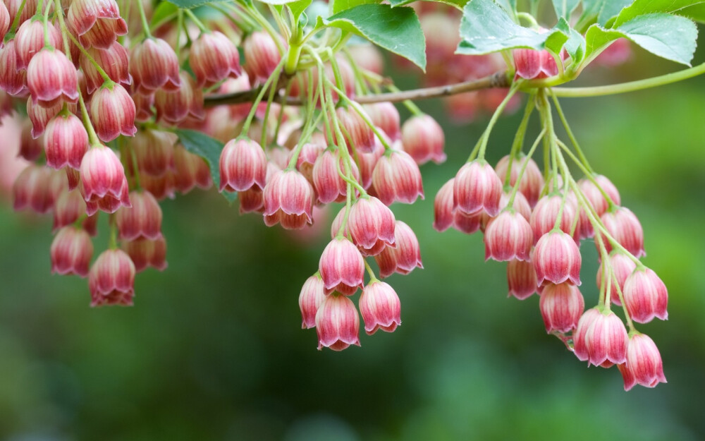 此上图为吊钟花属灯笼树 E.chinensis。