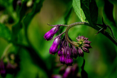 Symphytum officinale 。聚合草。