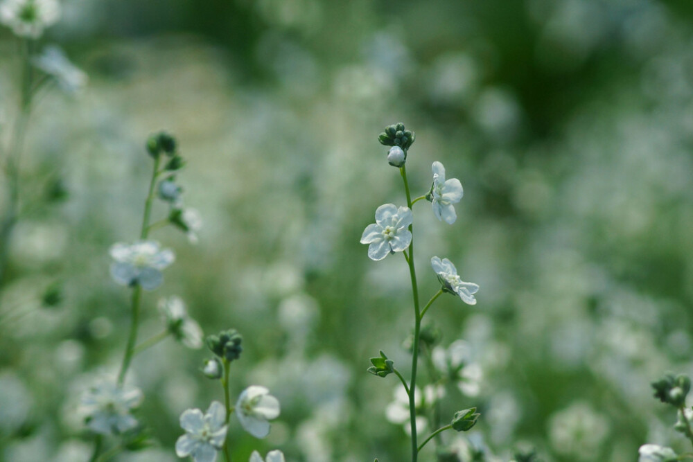 Omphalodes linifolia。亚麻叶脐果草。