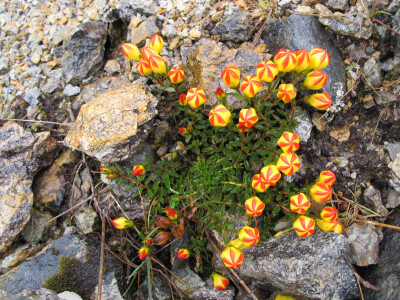 Gentianella hirculus。厄瓜多龙胆。