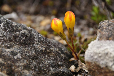 Gentianella hirculus。厄瓜多龙胆。