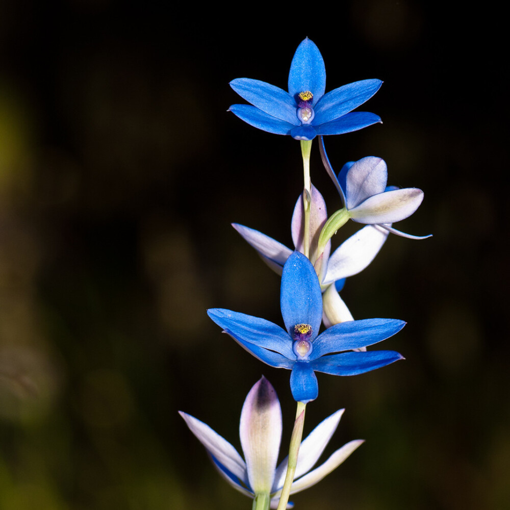 Thelymitra crinita。蓝女士太阳兰。