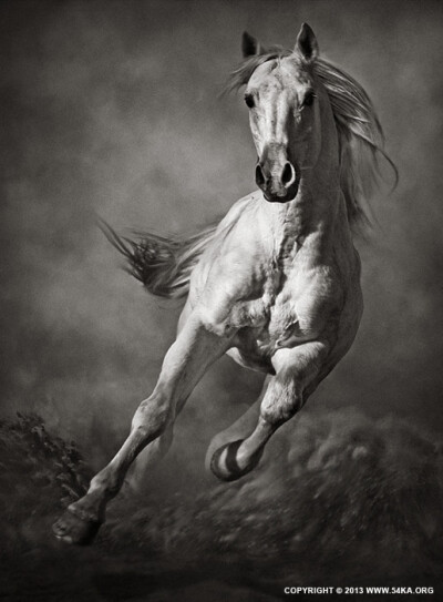 Galloping White Horse in Dust by 54ka :: Galloping White Horse in Dust :: animals