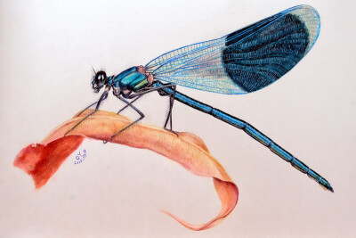 OY混合画：蜻蜓（彩色圆珠笔+彩色铅笔）