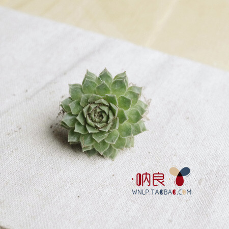 呐良&middot;多肉植物&middot;蛛巢万代草&middot;SempervivumL极易繁殖新手适宜