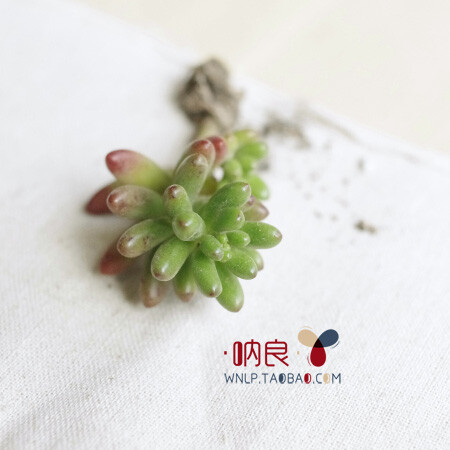 呐良&middot;多肉植物&middot;虹之玉：Sedumrubrotinctum极易繁殖新手适宜