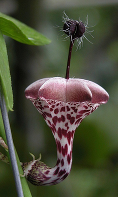 萝藦科吊灯花属 Ceropegia：萝藦科下的一个属，为直立或攀援状亚灌木植物。该属共有约170种，分布于非洲、亚洲和大洋洲