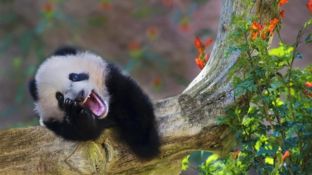 大熊猫的特点爱好图片