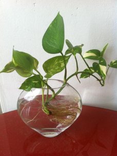 绿萝/水培植物/桌面植物 除甲醛 防辐射绿萝 水培/土培