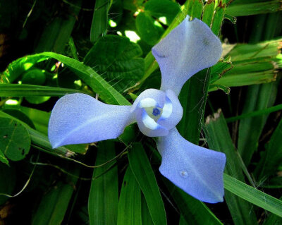 Cipura paludosa。沼生壶鸢花。