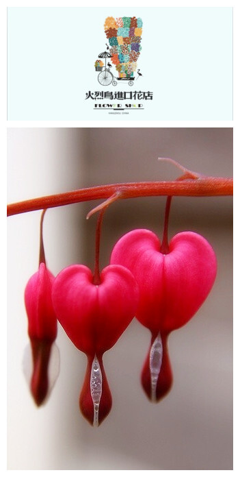 bleeding heart——荷包牡丹（Fumariaceae紫堇科）多年生草本，弓形下垂，悬挂著玫瑰红色或白色的心形小花。荷包牡丹可以称得上又一种中国的玫瑰花，如果拿这个送给情人，比送99朵玫瑰更感人~