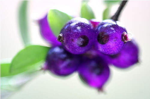 Lonicera nitida 光亮忍冬木