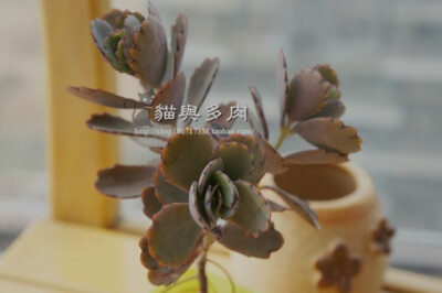 【猫与多肉】玉吊钟 蝴蝶之舞 多肉植物