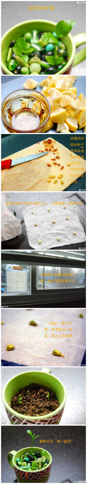 #堆教程#种柠檬