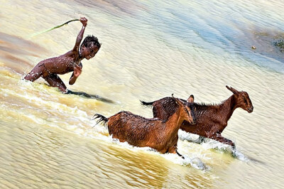 young Indian kid chasing goats out of the water