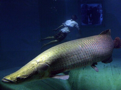 巨滑舌鱼与潜水员（巴西玛瑙斯水族馆）：这种南美巨兽是世界上最大的淡水鱼之一，长度超过3米，体重高达180公斤。由于过度捕捞，这类巨型鱼在世界各地已经越来越罕见。