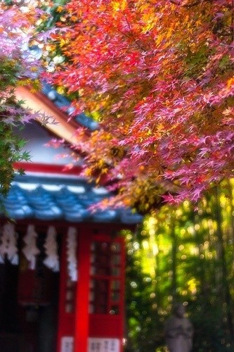 日本京都，漫天红枫，秋意浓。